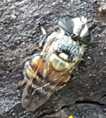 Copestylum tamaulipanum