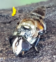 Copestylum tamaulipanum