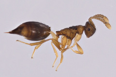 Diparidae
