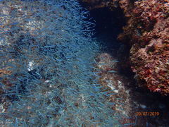 Atheriniformes
