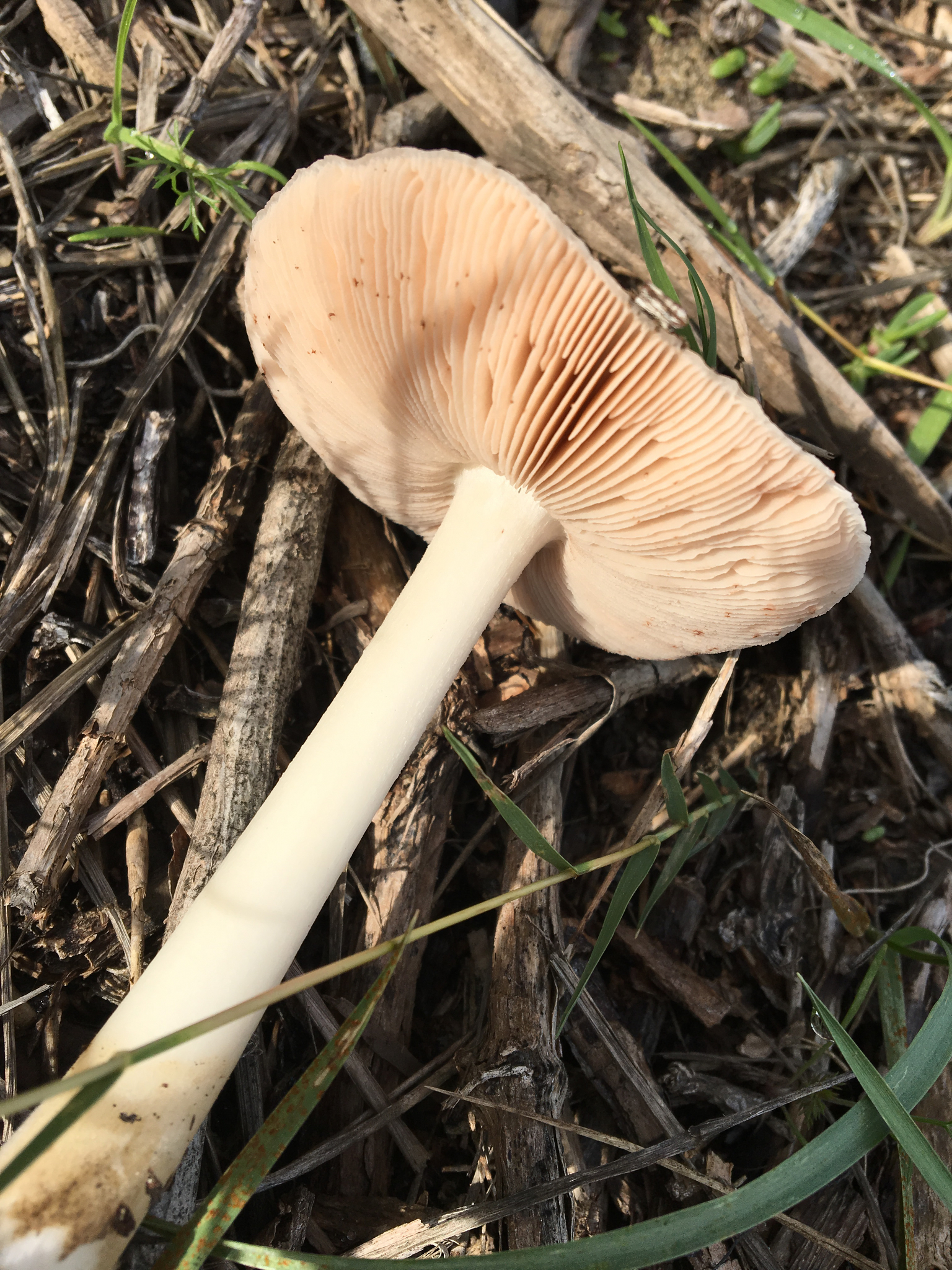 Volvariella gloiocephala image