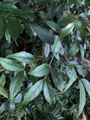 Viburnum integrifolium