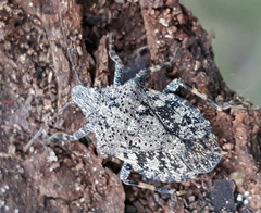 Brochymena chelonoides