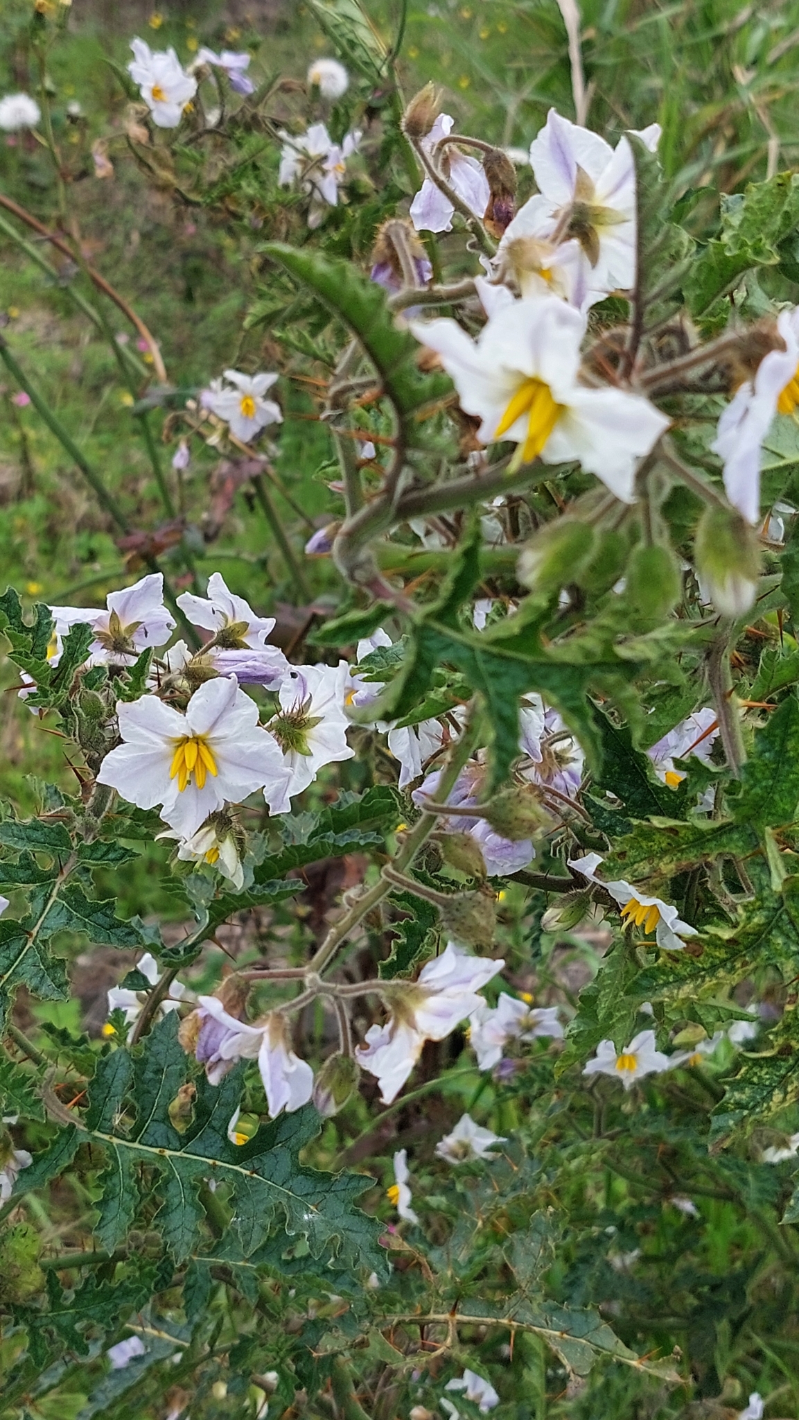 Solanum sisymbriifolium