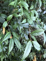 Viburnum integrifolium