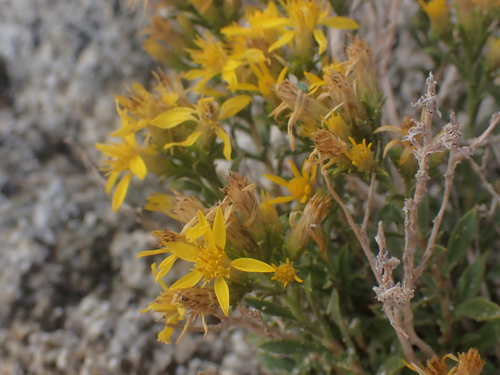 Watson's goldenbush (Ericameria watsonii)