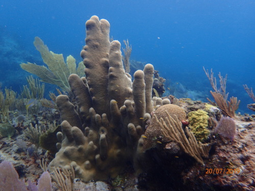 Pillar Coral