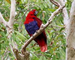 Eclectus roratus