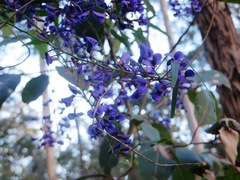 Hardenbergia