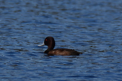 Netta erythrophthalma