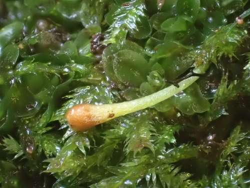 Gouty-moss (Oedipodium griffithianum)