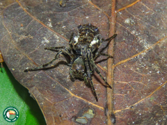 Wagneriana