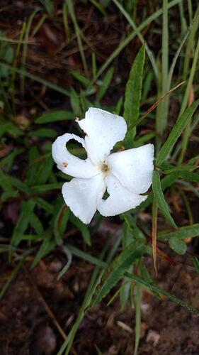 Davis Mountain Rocktrumpet (Mandevilla hypoleuca)
