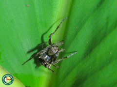 Wagneriana