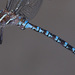 Walker's Darner - Photo (c) Jim Johnson, some rights reserved (CC BY-NC-ND), uploaded by Jim Johnson