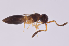 Ceraphronoidea