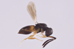 Ceraphronidae
