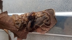 Tityus mattogrossensis