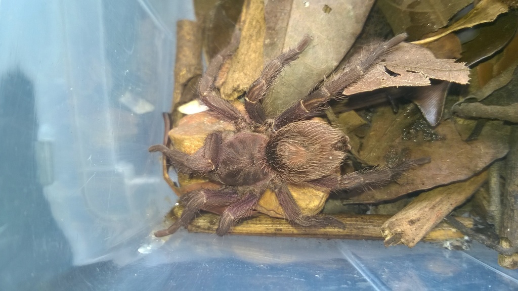 Catanduba tuskae