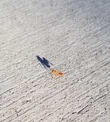 Pogonomyrmex maricopa