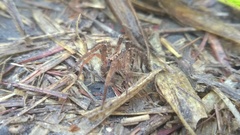 Centroctenus brevipes