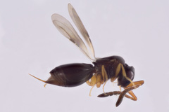 Megaspilidae