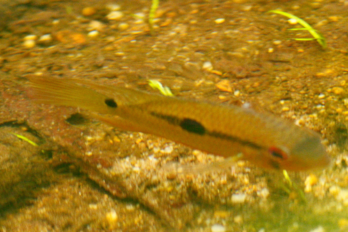 Krobia guianensis