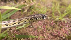 Southern Striped Snake photo 2
