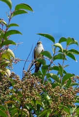 Pyrocephalus rubinus