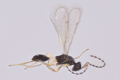 Diparidae