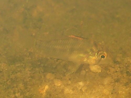 Guianacara owroewefi