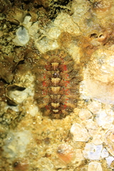 Mopalia spectabilis image
