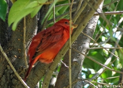 Piranga rubra