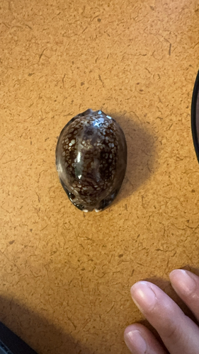 Cypraea maculifera observed 2025-08-27