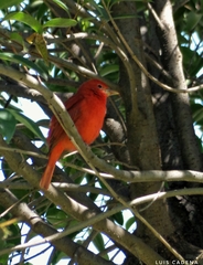 Piranga rubra