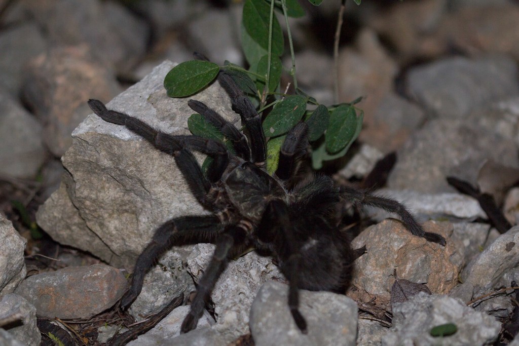 Hispaniolan Giant Tarantula from Rabo del Gato, Dominican Republic on ...