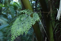 Hymenophyllum scabrum