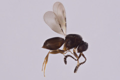 Ceraphronidae