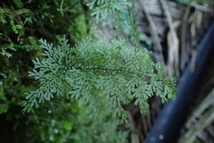 Hymenophyllum flexuosum