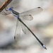 Great Spreadwing - Photo (c) Jim Johnson, some rights reserved (CC BY-NC-ND)