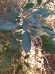 Frangula californica ursina