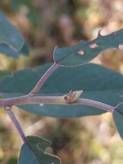 Frangula californica ursina