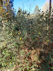 Frangula californica ursina