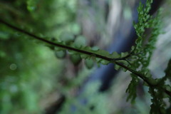 Hymenophyllum flexuosum