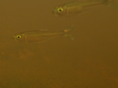 Bryconops
