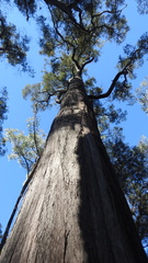 Lysicarpus angustifolius