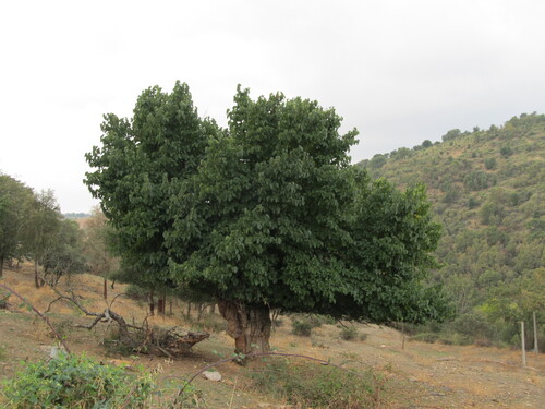 Morus nigra