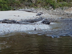 Hymenolaimus malacorhynchos