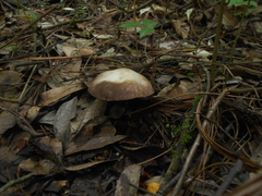 Agaricus tlaxcalensis