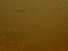 Bryconops